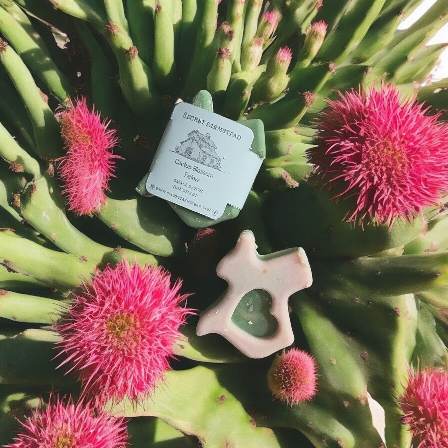 Cactus Blossom Texas Tallow